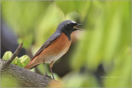 <p>REHEK ZAHRADNÍ (Phoenicurus phoenicurus) /Common redstart - Gartenrotschwanz/</p>